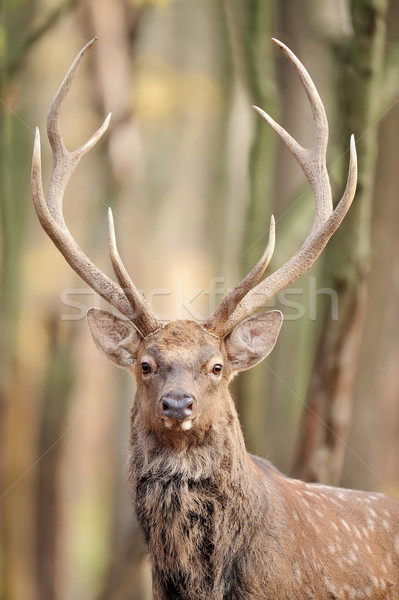 Deer Stock photo © byrdyak