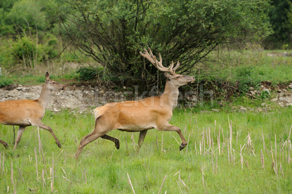 Wild red deer in nature Stock photo © byrdyak