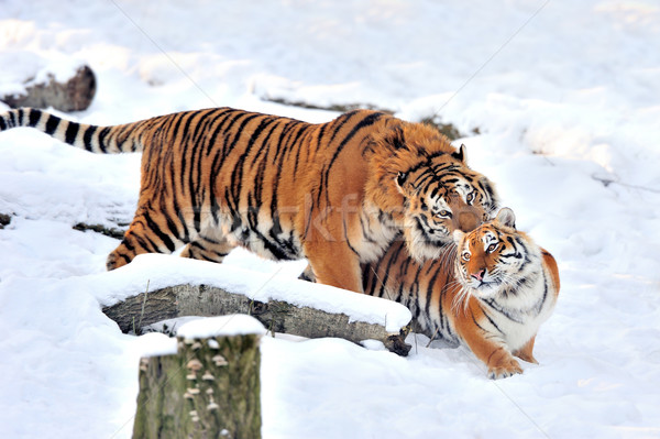 Tiger schönen Schnee Baum Gesicht Stock foto © byrdyak