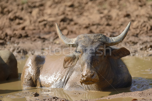 Water buffalo are bathing in a lake Stock photo © byrdyak