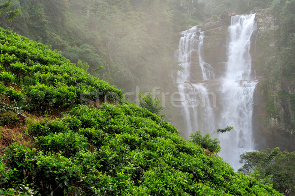 Sri Lanka schönen Wasserfall Natur Schönheit grünen Stock foto © byrdyak