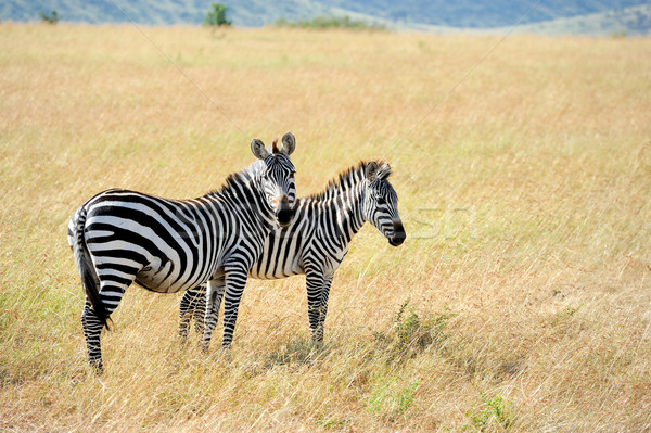 Zebra afrika park Kenia gras paard Stockfoto © byrdyak