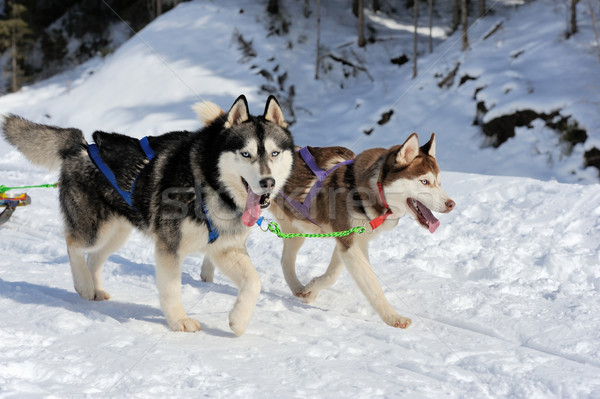 A team of Siberian sled dogs pulling a sled through the winter f Stock photo © byrdyak