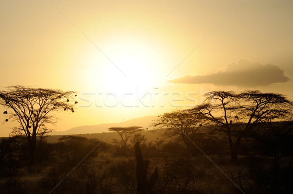 Foto stock: Pôr · do · sol · africano · savana · árvores · nuvens · luz