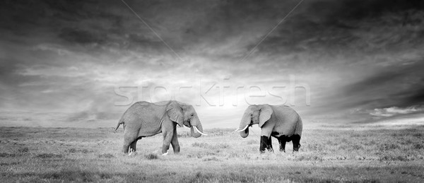Słoń dwa parku Kenia twarz Zdjęcia stock © byrdyak