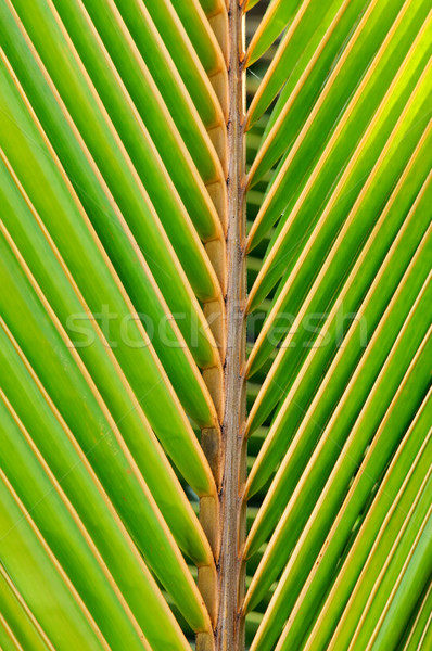 текстуры зеленый пальмовых листьев линия дерево лес Сток-фото © byrdyak