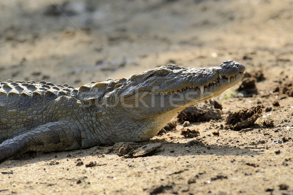 Krokodil groß Park Sri Lanka Insel Natur Stock foto © byrdyak