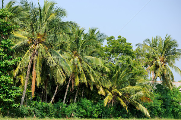Palm Błękitne niebo drzewo liści lata dłoni Zdjęcia stock © byrdyak