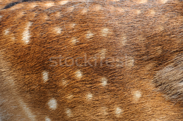 Texture deer fur Stock photo © byrdyak