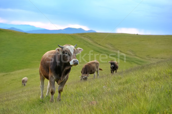 Stock fotó: Tehén · természet · tehenek · nyár · legelő · hegyek