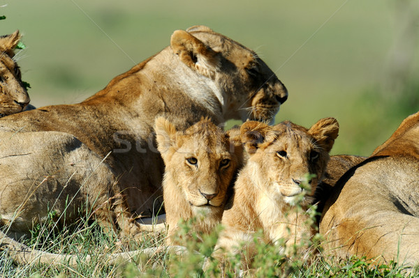 Lion in the grass of Masai Mara, Kenya Stock photo © byrdyak