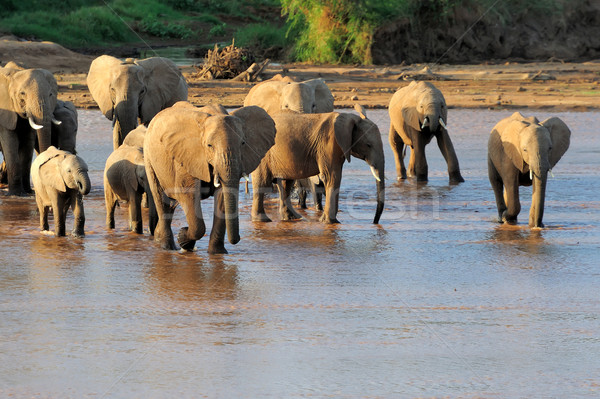 African elephants Stock photo © byrdyak