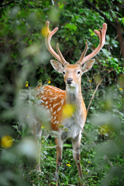 Whitetail Deer Stock photo © byrdyak