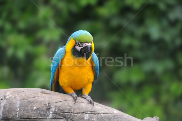 Parrot bird (Severe Macaw) Stock photo © byrdyak