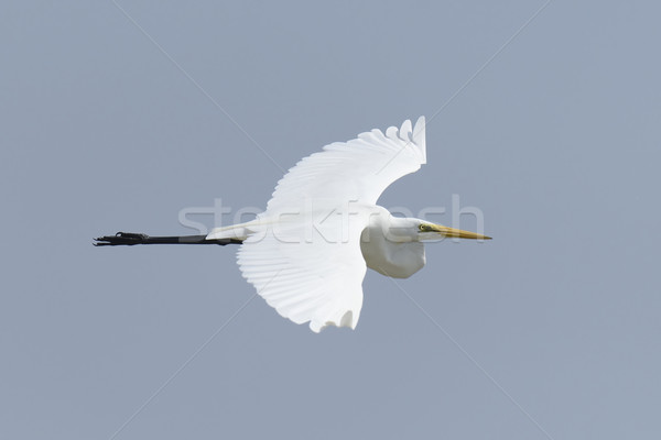 White egret Stock photo © byrdyak