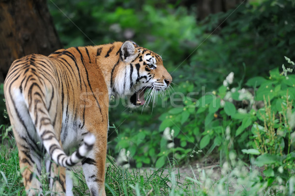 Stock photo: Tiger