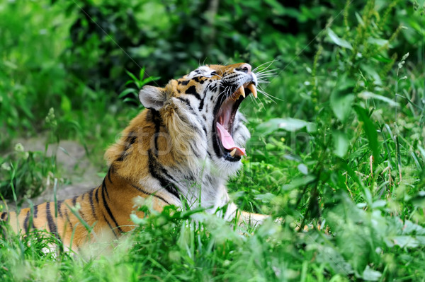 Tiger Stock photo © byrdyak