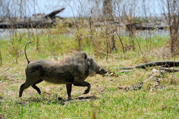 Warthog Stock photo © byrdyak