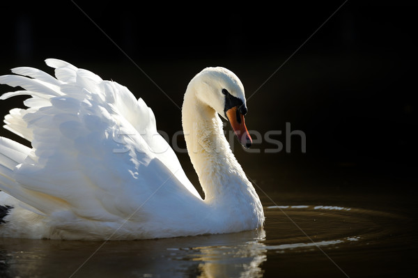 Cygne lac natation eau coucher du soleil couple [[stock_photo]] © byrdyak