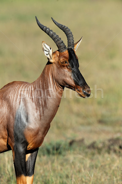 Topi Antelope Stock photo © byrdyak
