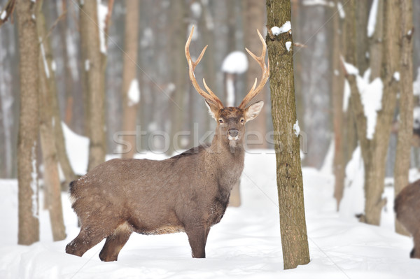 Hirsch jungen Winter Wald Natur Landschaft Stock foto © byrdyak