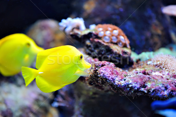 Tropical fish Stock photo © byrdyak