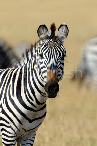 Zebra Afrika park Kenya çim at Stok fotoğraf © byrdyak