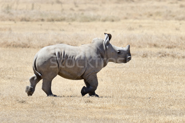 African weiß rhino Park Kenia Afrika Stock foto © byrdyak