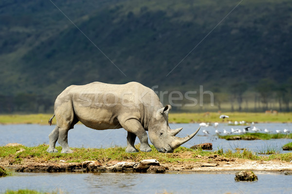 Rhino rezerwa Afryki Kenia skóry parku Zdjęcia stock © byrdyak