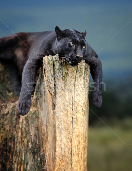 年輕 坐在 樹幹 貓 商業照片 © byrdyak