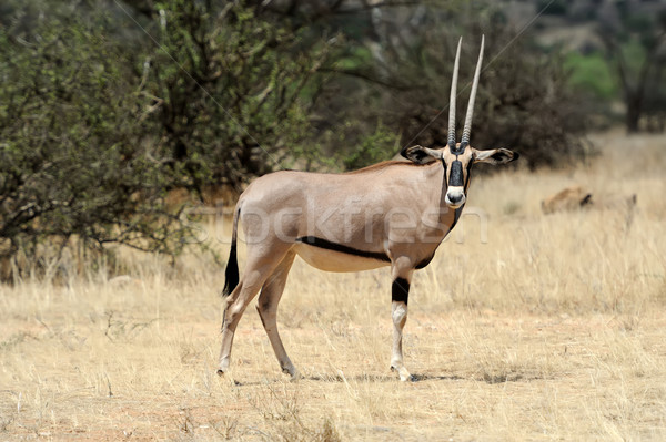 Gemsbok Stock photo © byrdyak