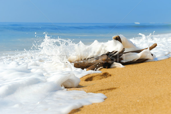 Branch is washed by waves on a tropical beach Stock photo © byrdyak