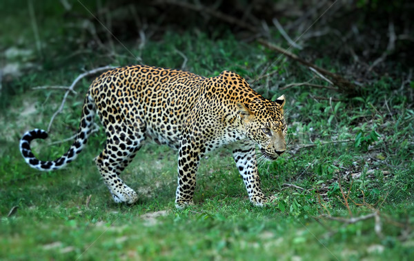 Leoparden Insel Sri Lanka Auge Gesicht Stock foto © byrdyak