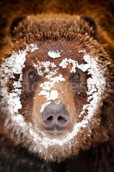 Bear portrait Stock photo © byrdyak