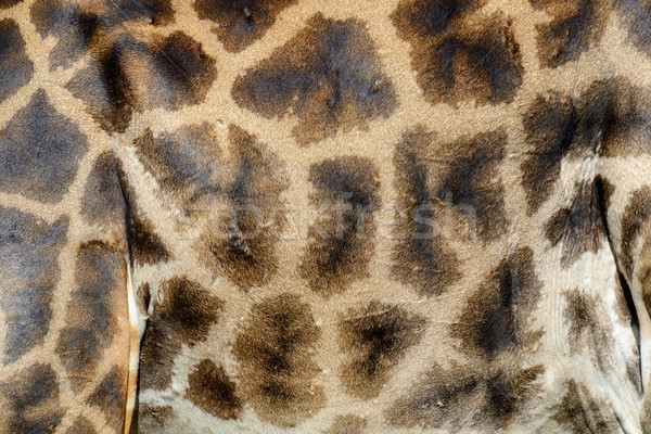 Réel girafe peau véritable cuir lumière [[stock_photo]] © byrdyak