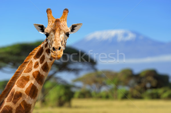 Giraffe in front of Kilimanjaro mountain Stock photo © byrdyak