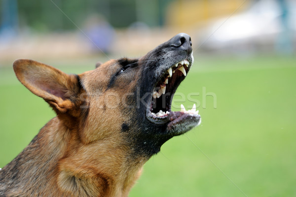 Zangado cão retrato natureza dentes Foto stock © byrdyak