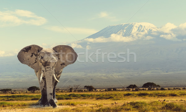 Elephant Stock photo © byrdyak
