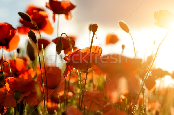 Foto stock: Papoula · brilhante · vermelho · milho