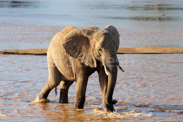 非洲的 大象 河 公園 肯尼亞 非洲 商業照片 © byrdyak