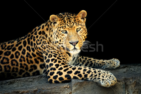 Stockfoto: Luipaard · wild · donkere · gezicht · natuur