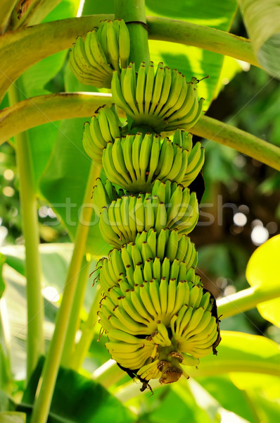 Green bananas Stock photo © byrdyak