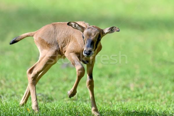 Baby gemsbok Stock photo © byrdyak