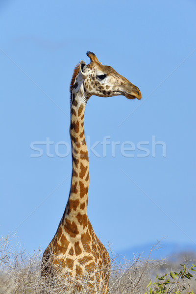 Zürafa park Kenya Afrika göz yüz Stok fotoğraf © byrdyak