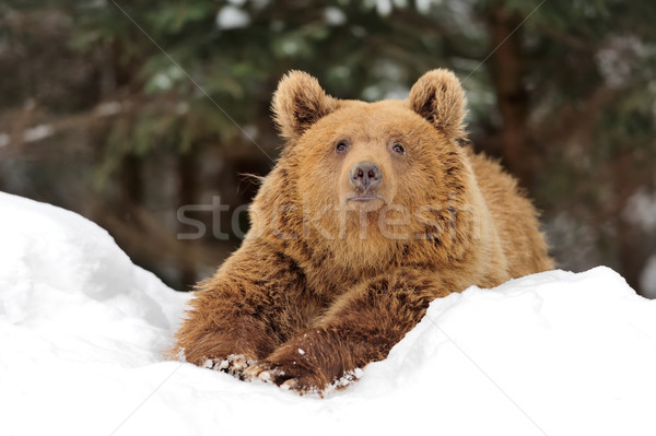 Bear Stock photo © byrdyak