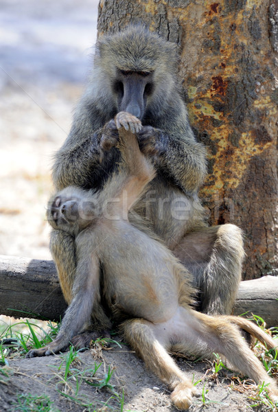 Olive baboon Stock photo © byrdyak