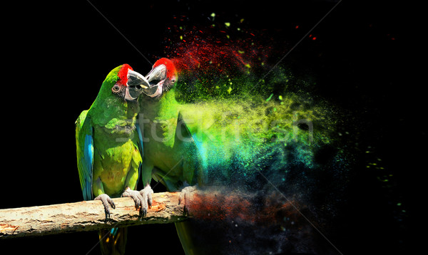 Papagaio pássaro sessão ramo fundo arte Foto stock © byrdyak