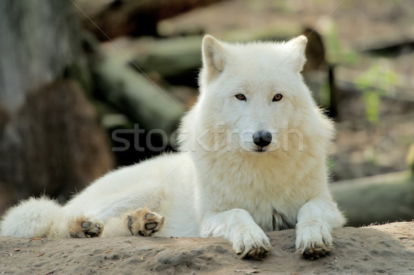 Wolf Stock photo © byrdyak
