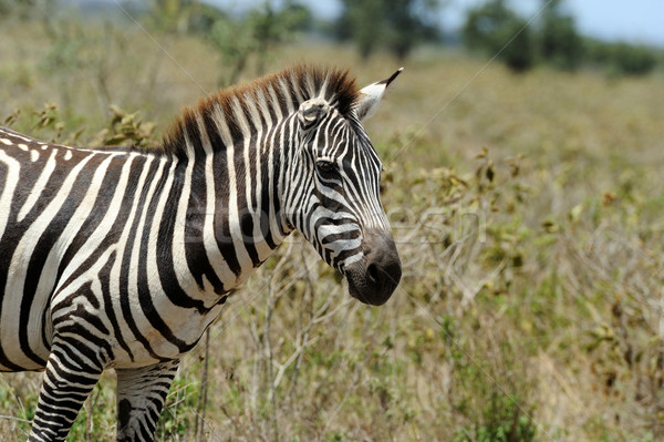 斑馬 公園 非洲 肯尼亞 性質 馬 商業照片 © byrdyak