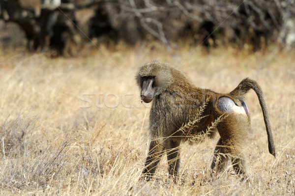 оливкового бабуин молодые парка Кения лице Сток-фото © byrdyak